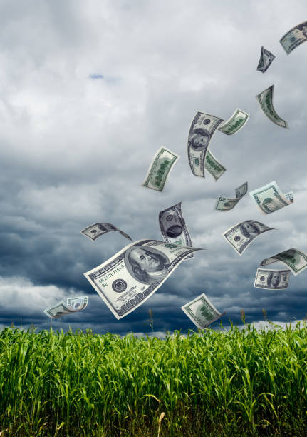 soldi cadere nel campo di mais - currency storm finance farm foto e immagini stock