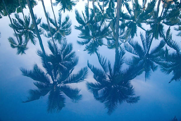 reflection of palm tree in pool stock photo