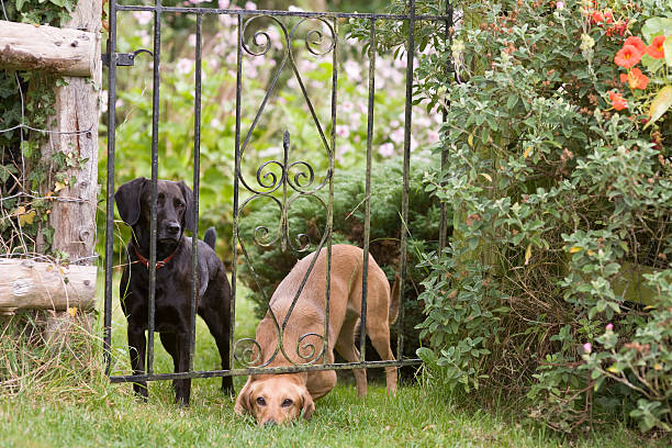 The Great Escape two dogs attempting to escape from the garden tropaeolum majus garden nasturtium indian cress or monks cress stock pictures, royalty-free photos & images