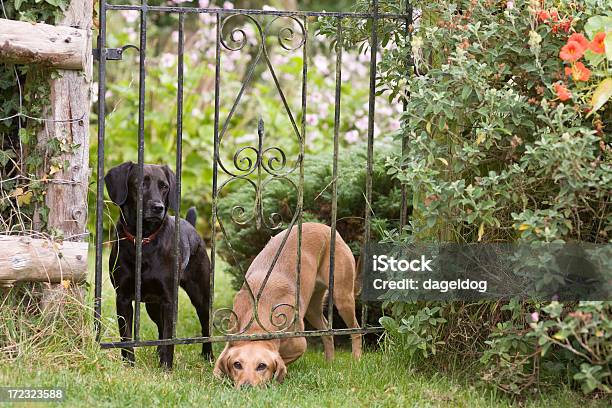 A Grande Evasão - Fotografias de stock e mais imagens de Cão - Cão, Fugir da realidade, Fugir