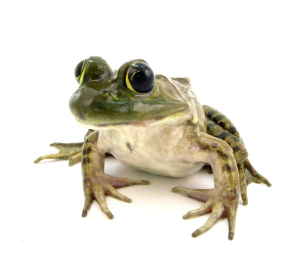American Bullfrog (female) female american bull frog on whitePlease also check out these other frogs bullfrog photos stock pictures, royalty-free photos & images