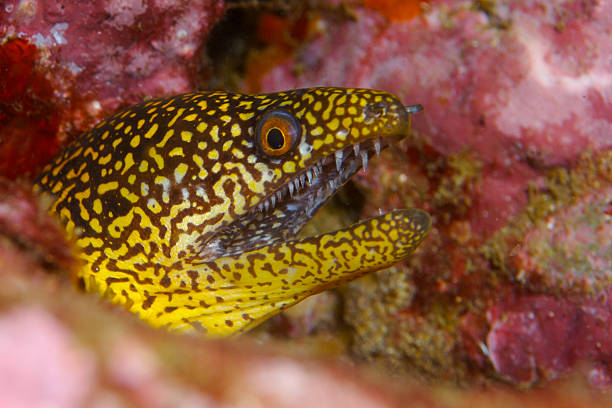 Abbott's moray eel Abbott's moray eel - Gymnothorax eurostus - Cook Island Dive stetner stock pictures, royalty-free photos & images