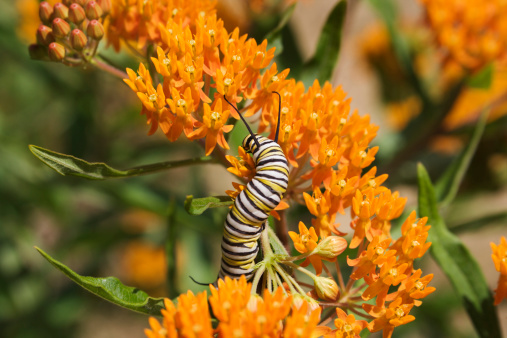 Subject: A monarch caterpillar feeding on milkweed