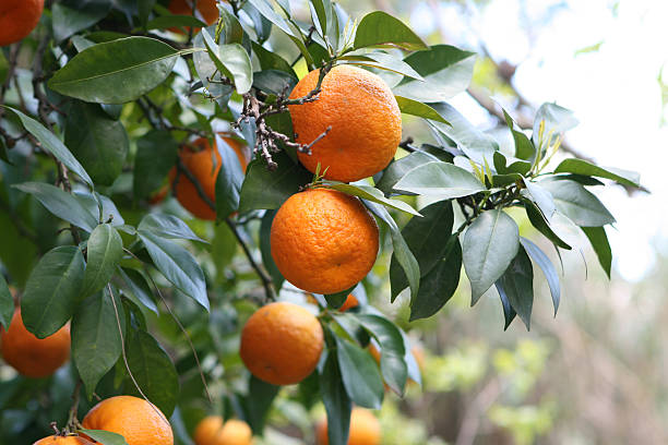 istock Ripe oranges on a branch in Rome, Italy 172324181