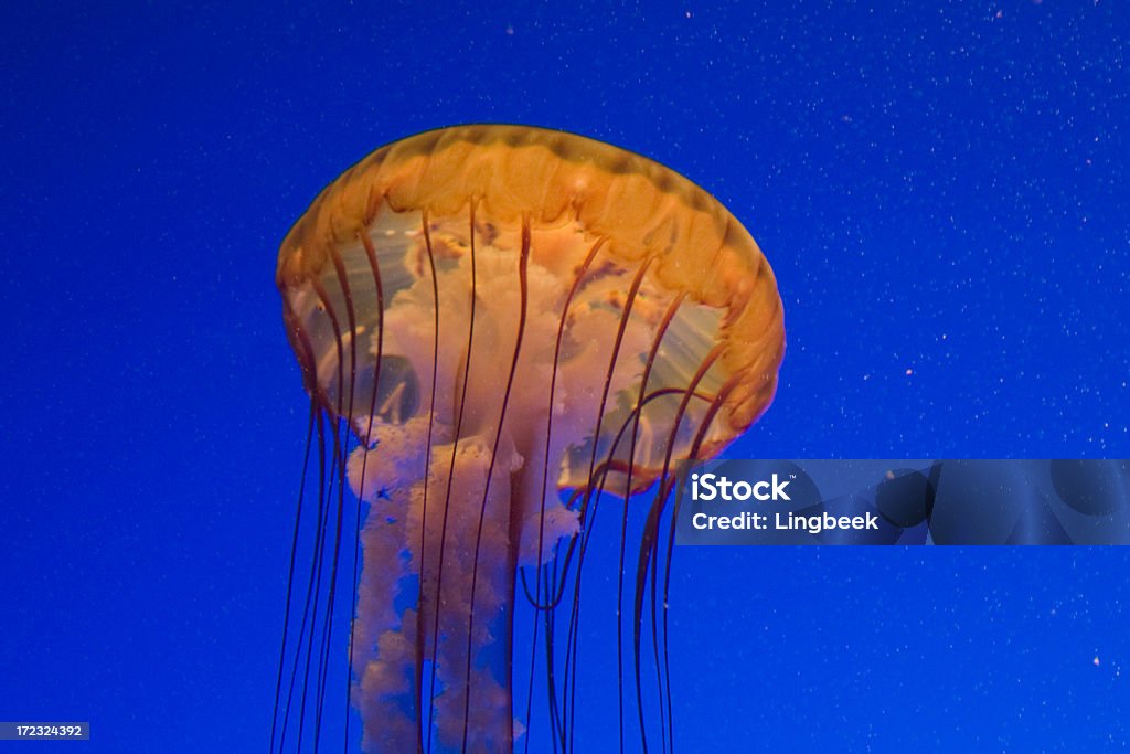 바다빛 Nettle - 로열티 프리 Nettle 스톡 사진