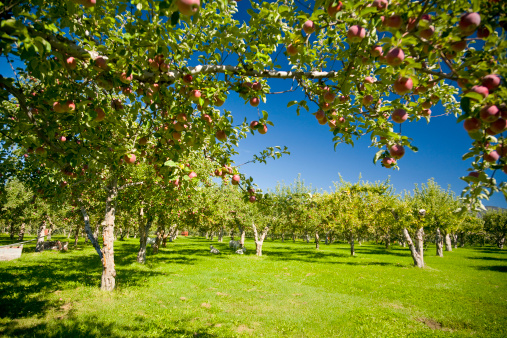 Fresh apples growing on a tree in an orchard.