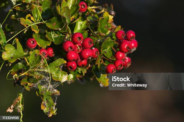 Photo libre de droit de Une Surprenante Haws Sur Hawthorn Avec Bokeh Marron banque d'images et plus d'images libres de droit de Aliment cru