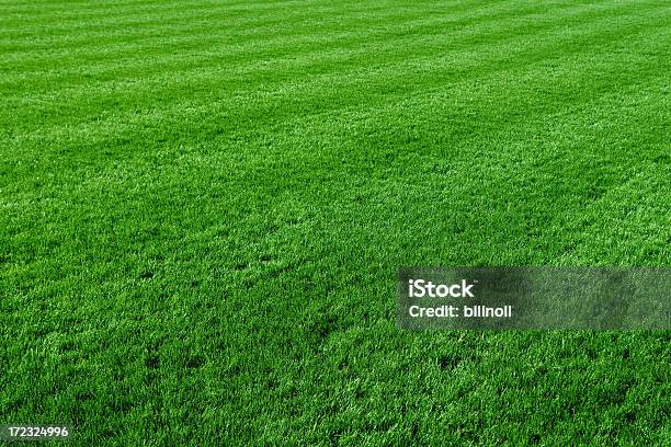 Recién Mowed Green Lawn Foto de stock y más banco de imágenes de Hierba - Pasto - Hierba - Pasto, Aire libre, Ajardinado