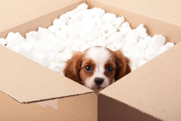 istock Cavalier King Charles Spaniel Puppy in a box 172325199