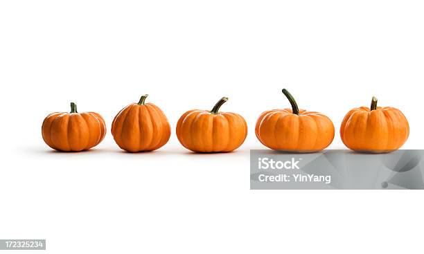 Five Orange Pumpkin Squash In A Row An Autumn Food Stock Photo - Download Image Now