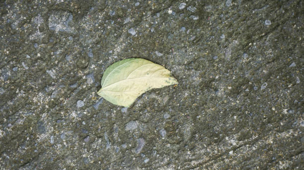 istock Orange leaves on the ground, Indonesia Close-up. 1723252468