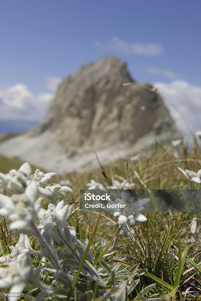 Montanha Edelweiss - Foto de stock de Edelvais royalty-free