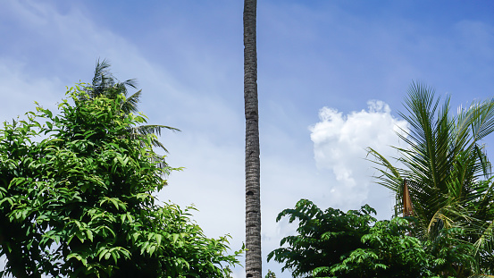 Coconut tree with blue sky and white clouds, Indonesia.