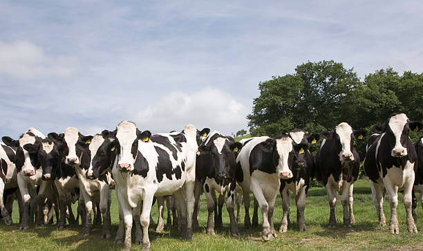 The 'herd' Head of black and white fresian cows dairy herd stock pictures, royalty-free photos & images