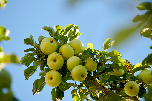 A photo of healthy and delicious apples outdoor