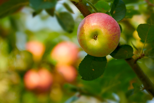 A photo of healthy and delicious apples outdoor