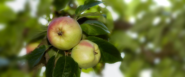 A photo of healthy and delicious apples outdoor