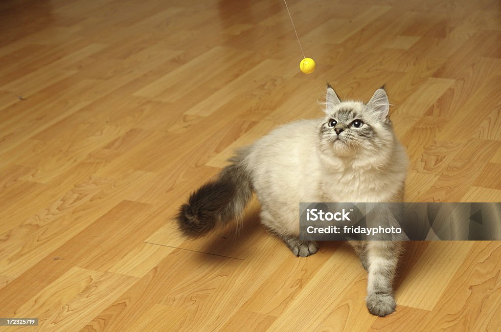 Mascota pequeños juegan con bola - Foto de stock de Gato doméstico libre de derechos