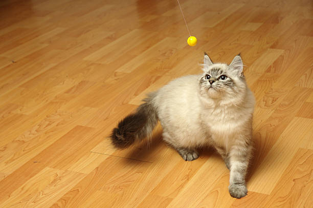 Small kitten plays with ball stock photo