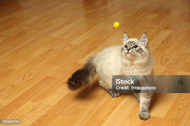 Небольшой Kitten Играет С Мячом — стоковые фотографии и другие картинки Домашняя кошка - Домашняя кошка, Играть, Ламинатный пол