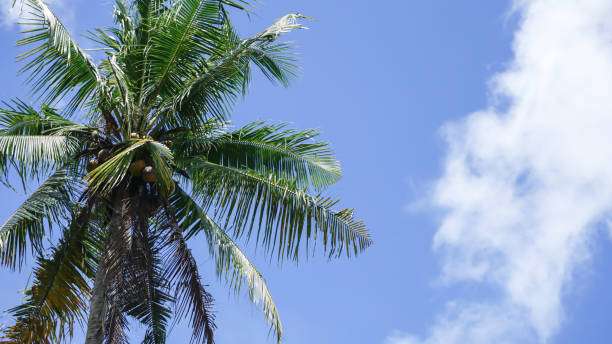 istock Coconut tree with blue sky and white clouds, Indonesia. 1723257666
