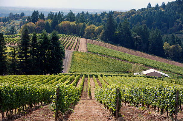 istock Oregon wine country 172325779