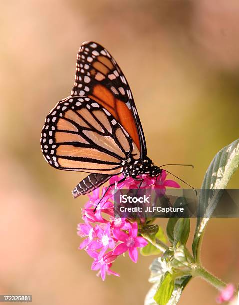 Monarch Butterfly Stockfoto und mehr Bilder von Bestäuber - Bestäuber, Bestäubung, Blume