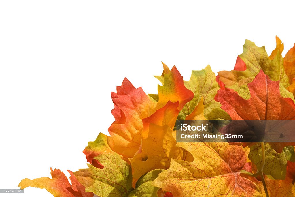Colorful Autumn Leaves Background Artificial silk autumn leaves isolated on white background. Abstract Stock Photo