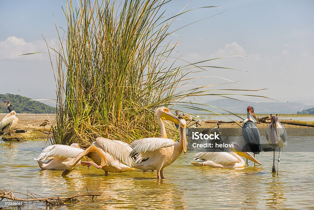 Marabu i pelicans - Zbiór zdjęć royalty-free (Afryka)