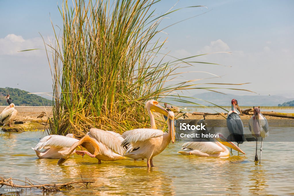 Marabu e pelicanos - Foto de stock de Animal royalty-free