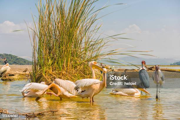 Foto de Marabu E Pelicanos e mais fotos de stock de Animal - Animal, Animal selvagem, Azul