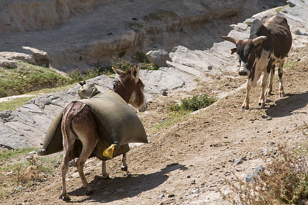 완고한 노새 및 cow - animal africa ethiopia mule 뉴스 사진 이미지