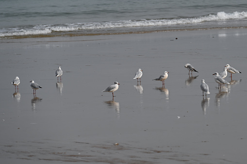 Laughing gulls on Atlantic beach near Cap Fréhel