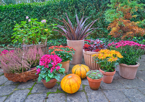 Autumn garden on the terrace a late afternoon - Flowers in pots