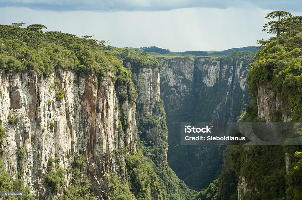 Canyon Itaimbezinho in Aparados da Serra Nationalpark, Brasile. - Foto stock royalty-free di Albero tropicale