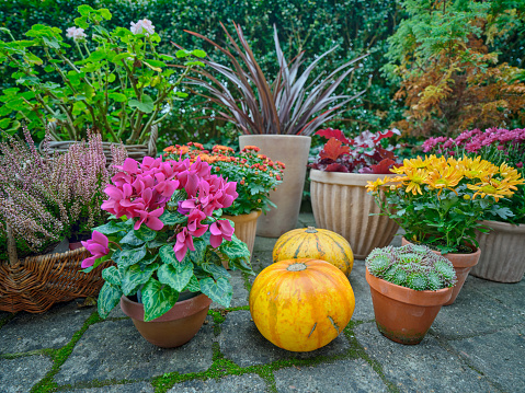 Autumn garden on the terrace after sunset - Flowers in pots