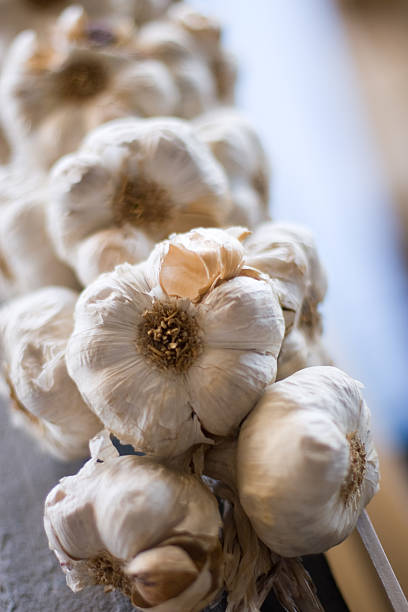 Garlic stock photo