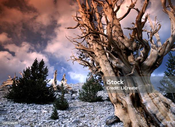 Pino Aristata - Fotografie stock e altre immagini di Albero - Albero, Alberato, Antico - Condizione