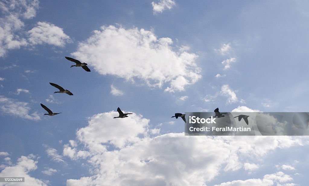 Gansos em voo - Foto de stock de Animal royalty-free