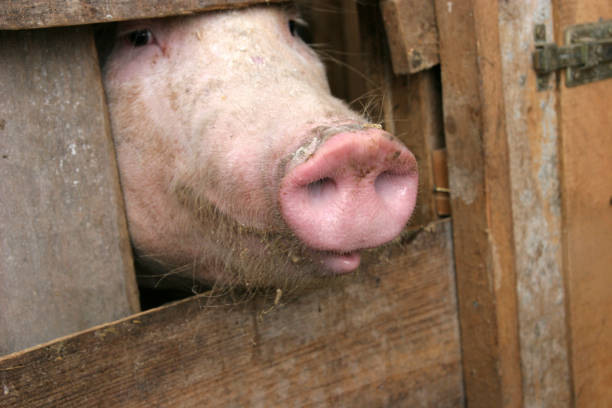 Domestic animal in the cage  . Pig Snout Macro image