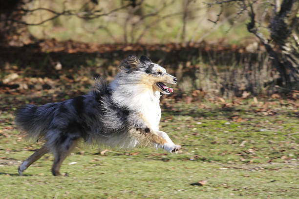 Some motion blur on this lively little dog, chasing after a stick.