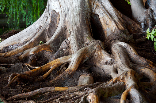 Tree roots clinging to big rock. Trees can grow in many different places.