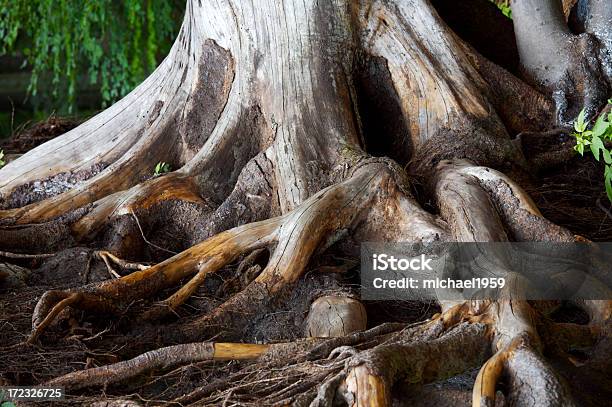 Spiry Raízes - Fotografias de stock e mais imagens de Raiz - Raiz, Árvore, Floresta