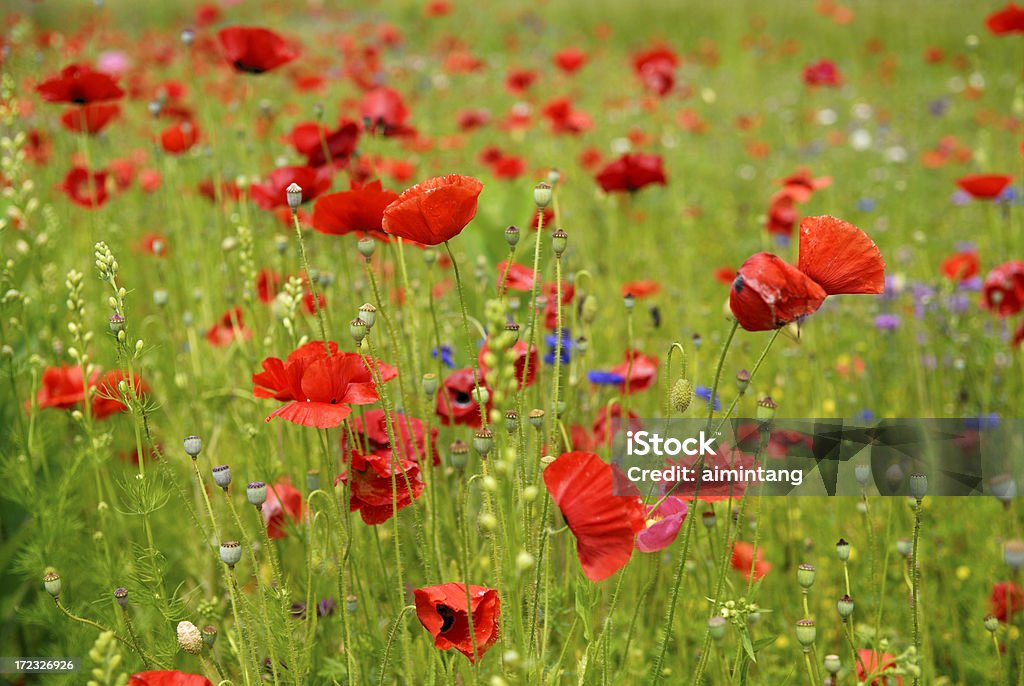 Poppies na estrada - Foto de stock de Colorido royalty-free
