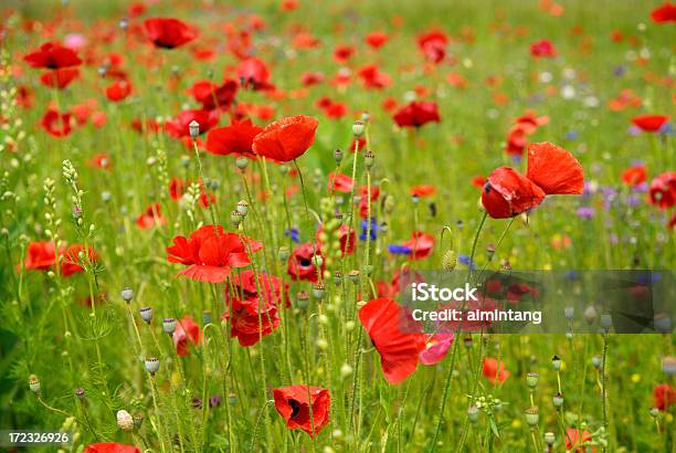 Foto de Poppies Na Estrada e mais fotos de stock de Colorido - Colorido, Descrição de Cor, Desfocado - Foco