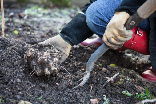 A large jerusalem artichoke root being dug up from an organic vegetable plot.