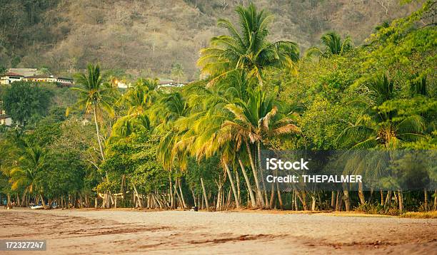 Costa Rica Palmeras Foto de stock y más banco de imágenes de Aire libre - Aire libre, América Central, Azul