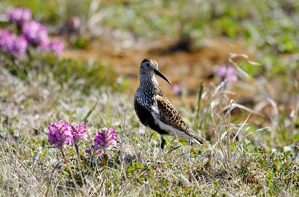 istock Black-bellied sandpiper. 172327296