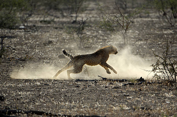 istock young male cheetah hunting a bat-eared fox 172327321