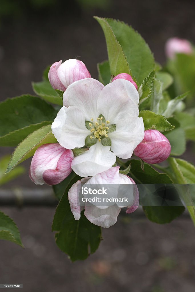 アップルの花が満開のステージ - リンゴの花のロイヤリティフリーストックフォト
